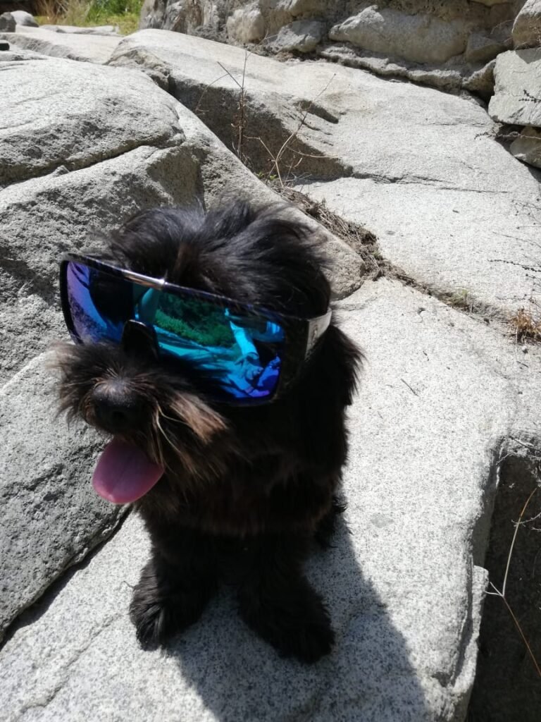 Lentes de sol para mascotas