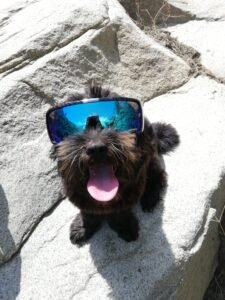Lee más sobre el artículo ¿Gafas de sol para MASCOTAS?