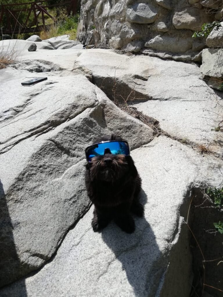 Lentes de sol para mascotas